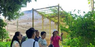 香草产业给深山沟带去发展生机