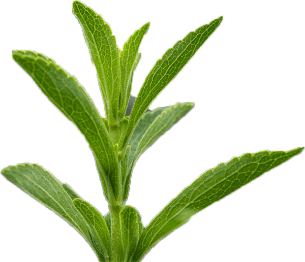 香草种苗